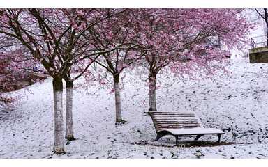 Sorpesee_Kirschbäume im Schnee